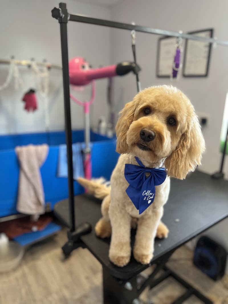 A cream cockapoo standing on the grooming table with the salon's blue bath and dryer arm behind, cropped to remove the burned-in words