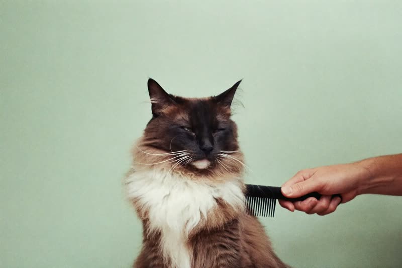 A long-haired cat being combed
