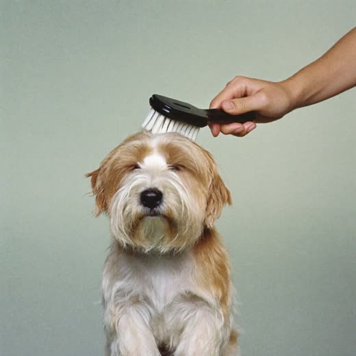 A small terrier being brushed out