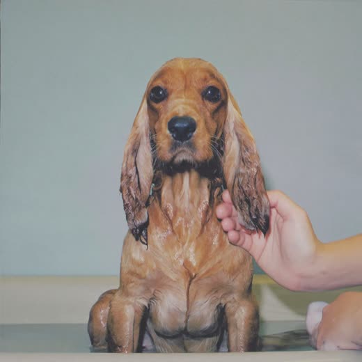 A spaniel being bathed and lathered